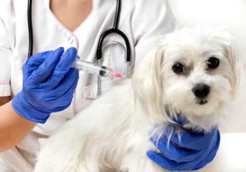 Vacinação Ocupacional em Clínicas Veterinárias e Pet Shops: Proteção Essencial para Profissionais Expostos a Riscos Biológicos